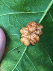 Andricus nigricens
