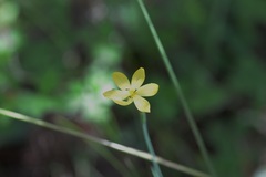 Sisyrinchium angustissimum
