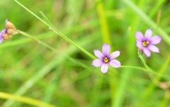 Sisyrinchium scabrum