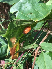 Andricus nigricens