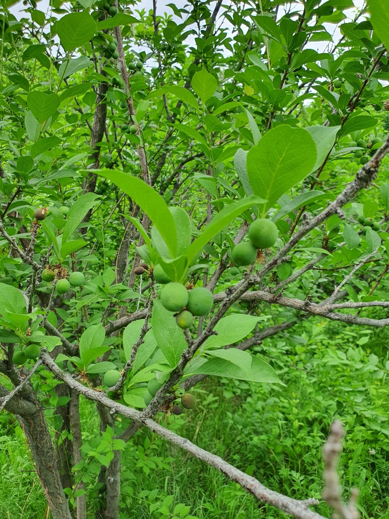 Prunus salicina, Bulgan, Khovd, Mongolia