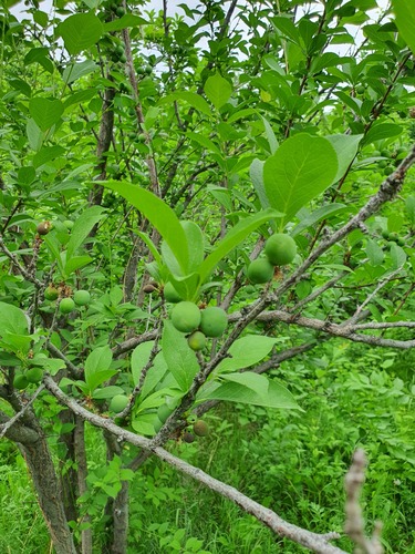 Japanese Plum (Prunus salicina)