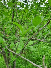 Prunier Du Japon (Prunus salicina)