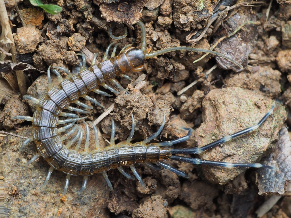 Otostigmus