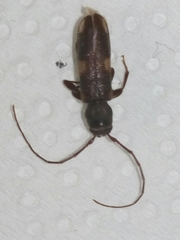 Penichroa fasciata
