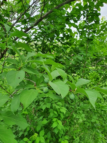 Prunus domestica