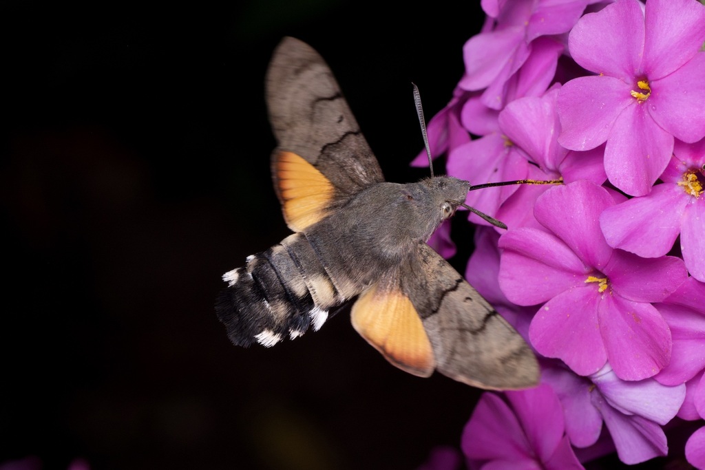 Hummingbird hawk-moth (Macroglossum stellatarum)
