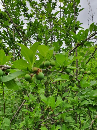 Prunus salicina