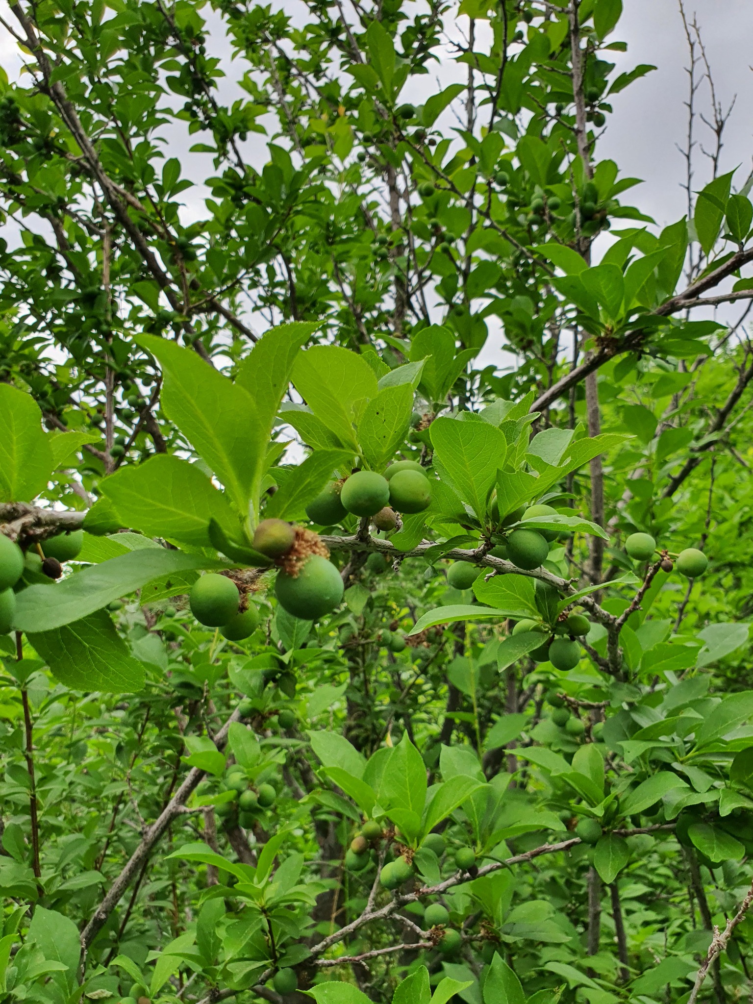 Foto de Prunus salicina Lindl.