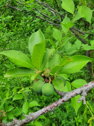 Prunus salicina