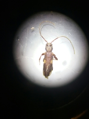 Penichroa fasciata
