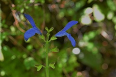 Salvia patens