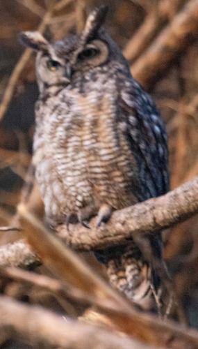 View observation of {o.common_name} on iNaturalist