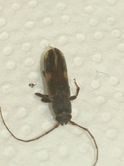 Penichroa fasciata