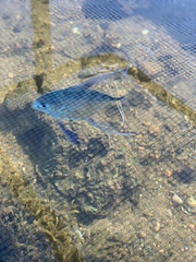 Alectis ciliaris