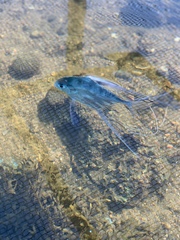 Alectis ciliaris