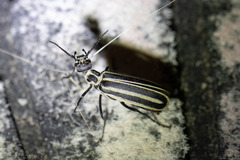 Epicauta atrivittata