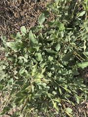Trianthema portulacastrum