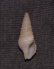 Pulsarella cognata