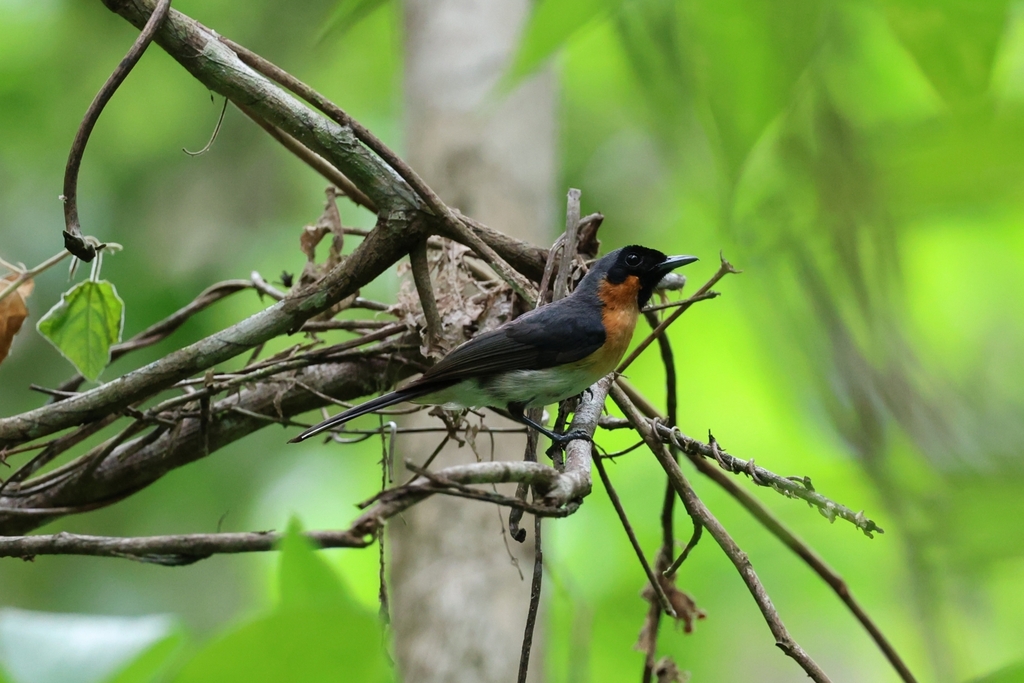 Kehicap kacamata (Symposiachrus bimaculatus)