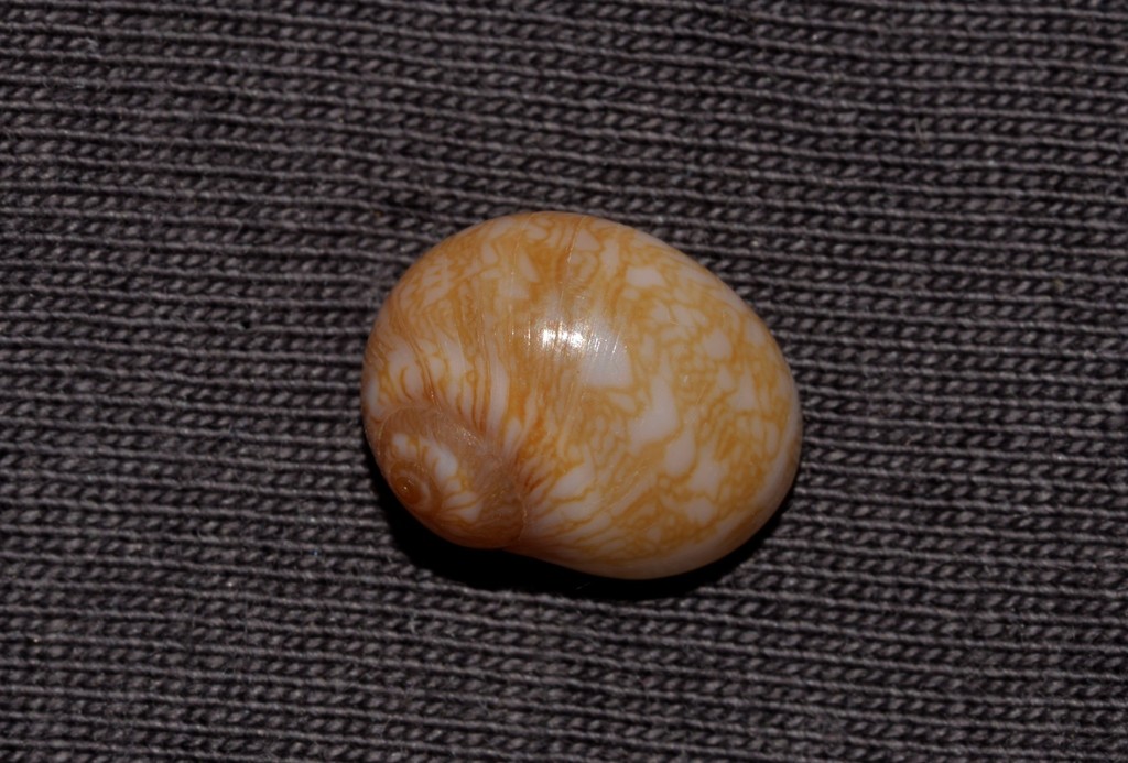 Natica pseustes