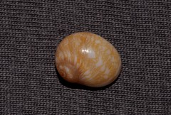 Natica pseustes