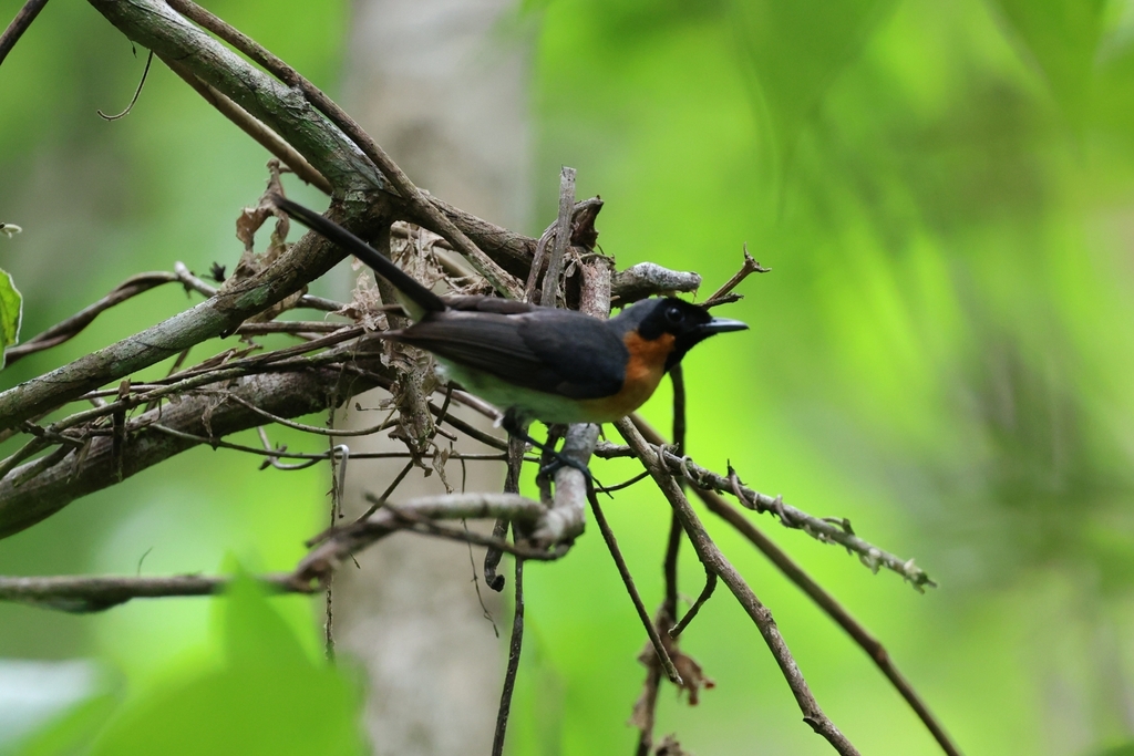Moluccan Monarch (Symposiachrus bimaculatus)