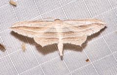 Arcobara multilineata