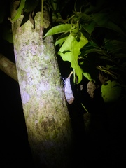 Pyrops watanabei
