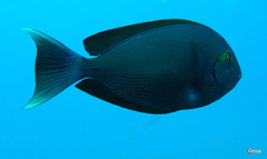 Acanthurus mata
