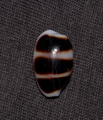 Palmadusta asellus