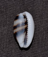 Palmadusta asellus