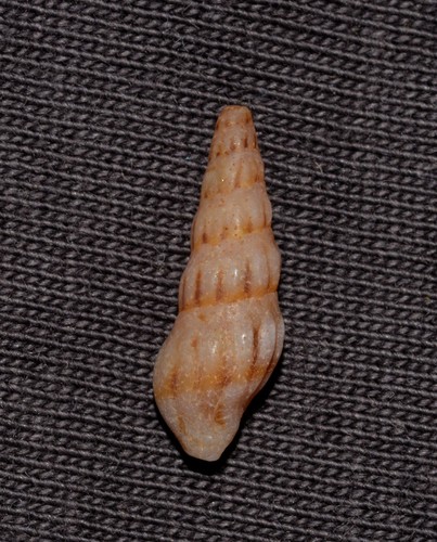 Genus Austrodrillia · iNaturalist United Kingdom