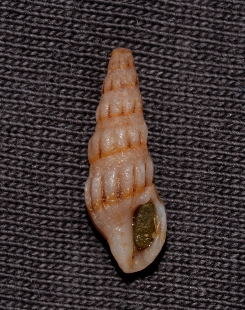 Horaiclavidae