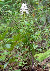 Govenia liliacea
