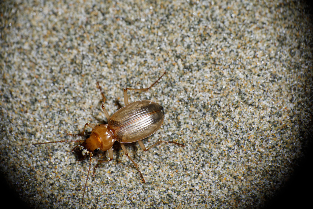 Nebria diversa