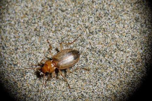 Nebria diversa