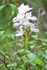 Govenia liliacea
