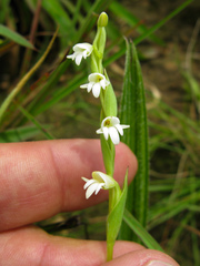 Habenaria heyneana