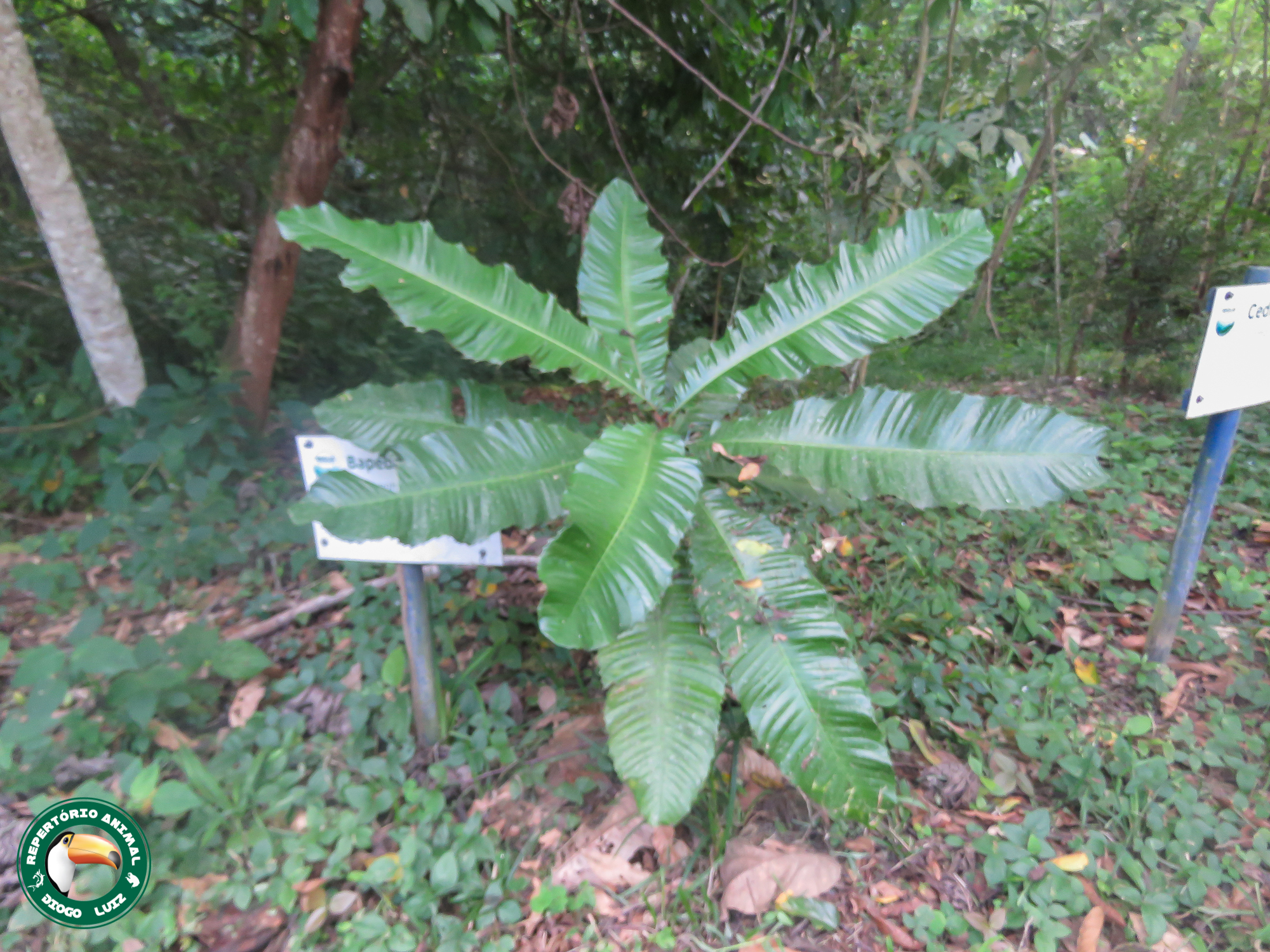 Royal Tree (Chrysophyllum imperiale)