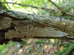 Exidiopsis calcea