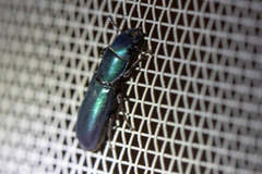 Temnoscheila virescens