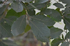 Quercus segoviensis