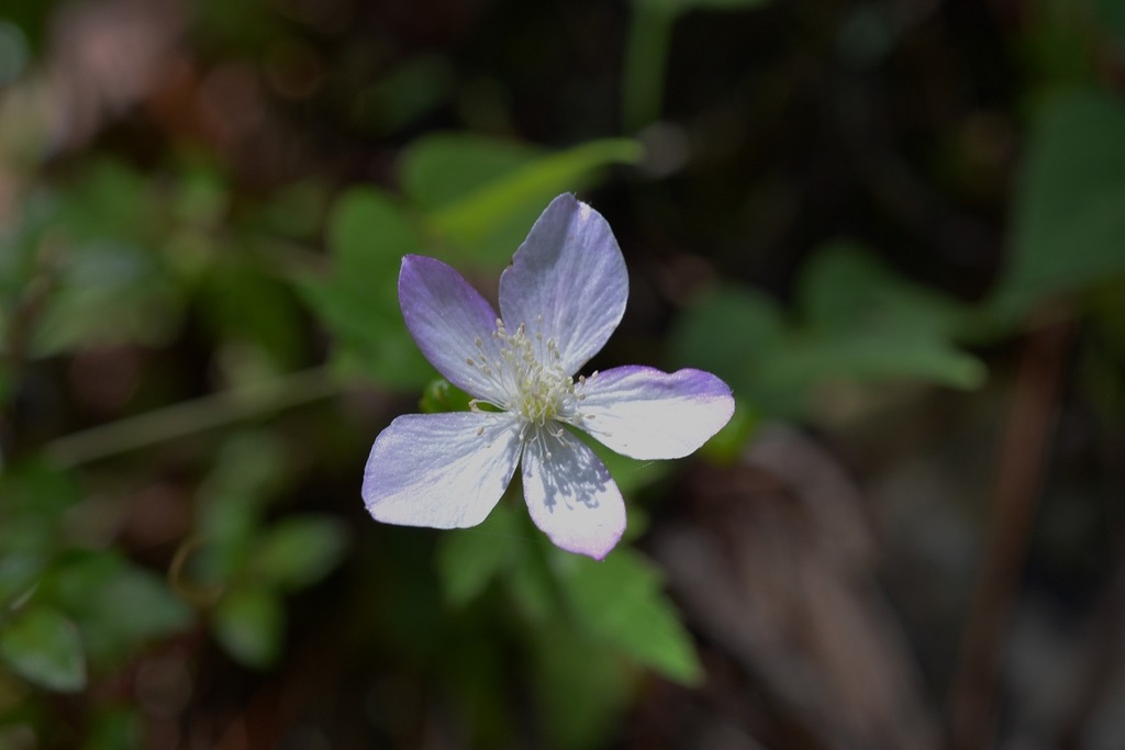 Mexicanae