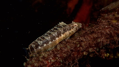 Arabian Fangblenny photo 3