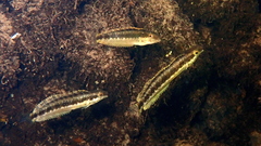 Arabian Fangblenny photo 4