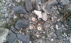Ariocarpus retusus retusus