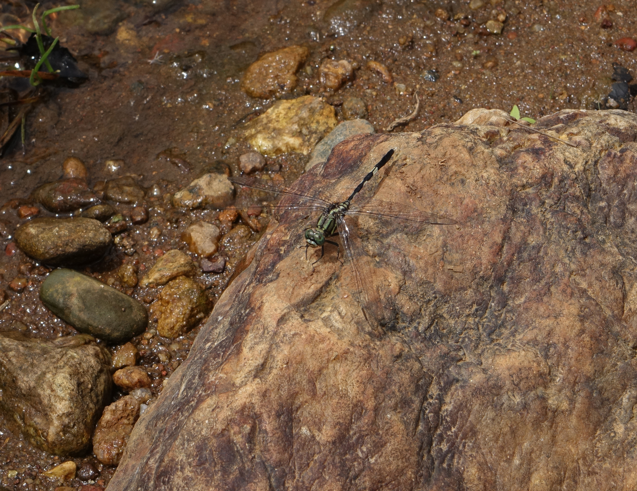 Slender Skimmer