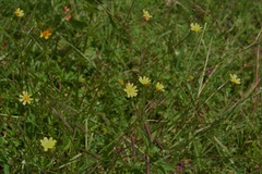 Ranunculus petiolaris
