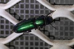 Temnoscheila virescens